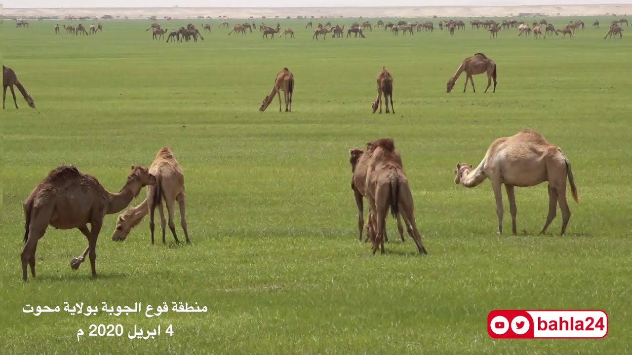 منطقة قوع الجوبة - ولاية محوت - سلطنة عمان - ابريل 2020م