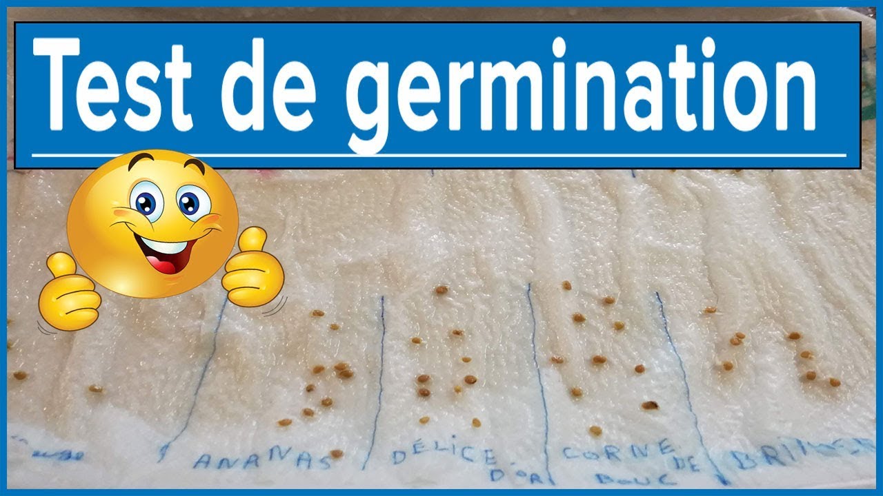 Test de germination
