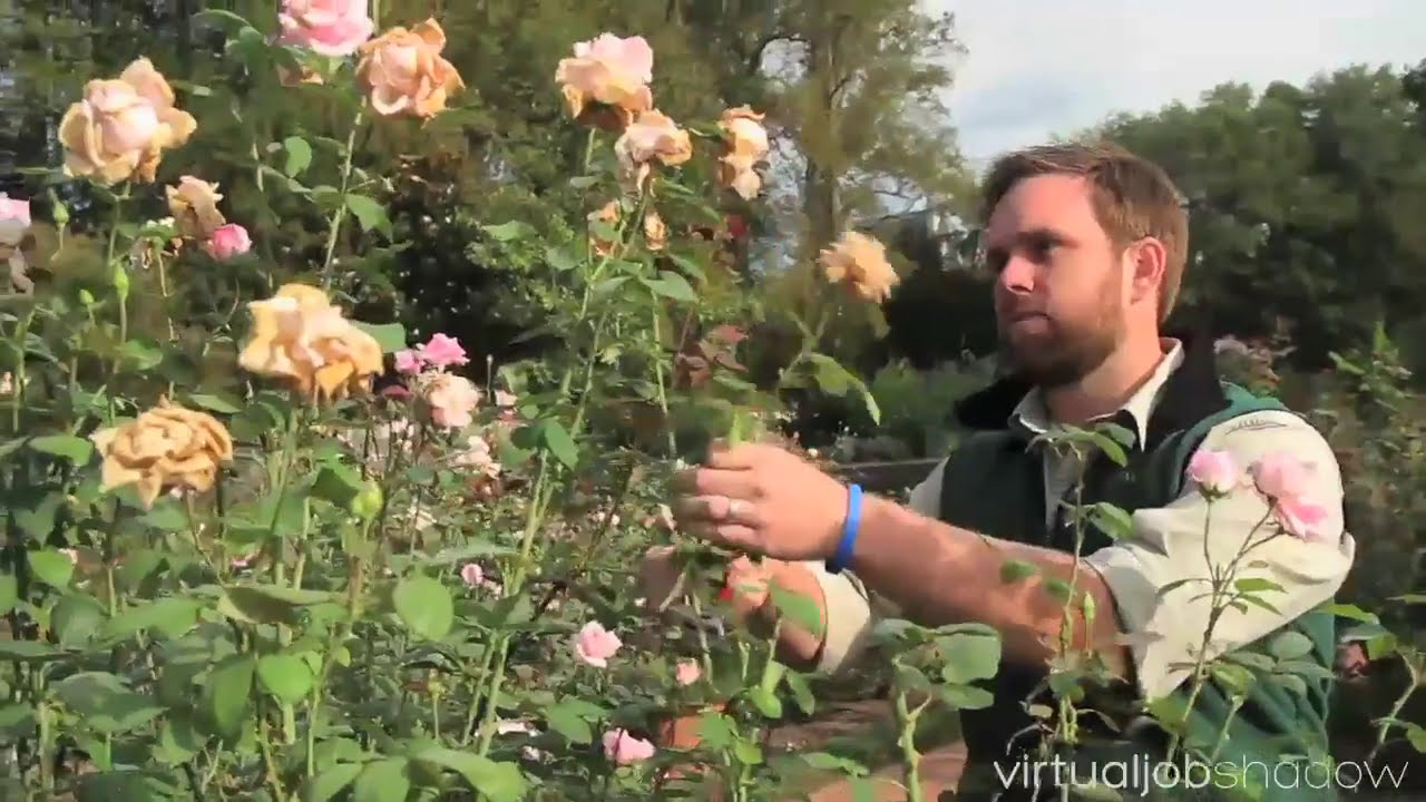 Biltmore Careers Spotlight: Horticulturalist, Rose Garden
