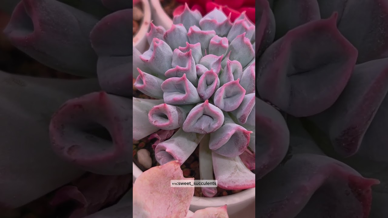 Echeveria Pig Nose 