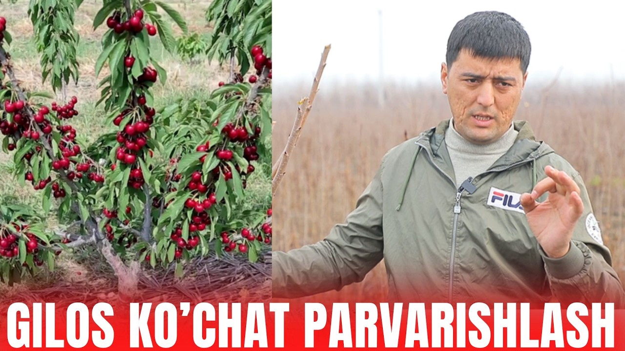 GILOS YETISHTIRISH SIRLARI 2026, QANCHA DAROMAD QILISH MUMKIN?
