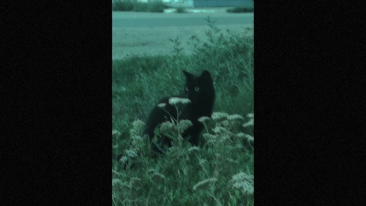 [FREE] BABY KEEM X ASAP ROCKY TYPE BEAT - GREEN CAT -