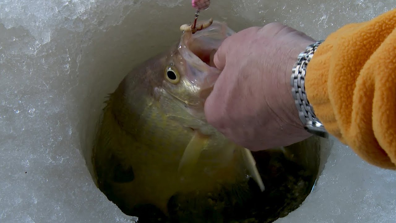 A New Bait For Winter Crappies