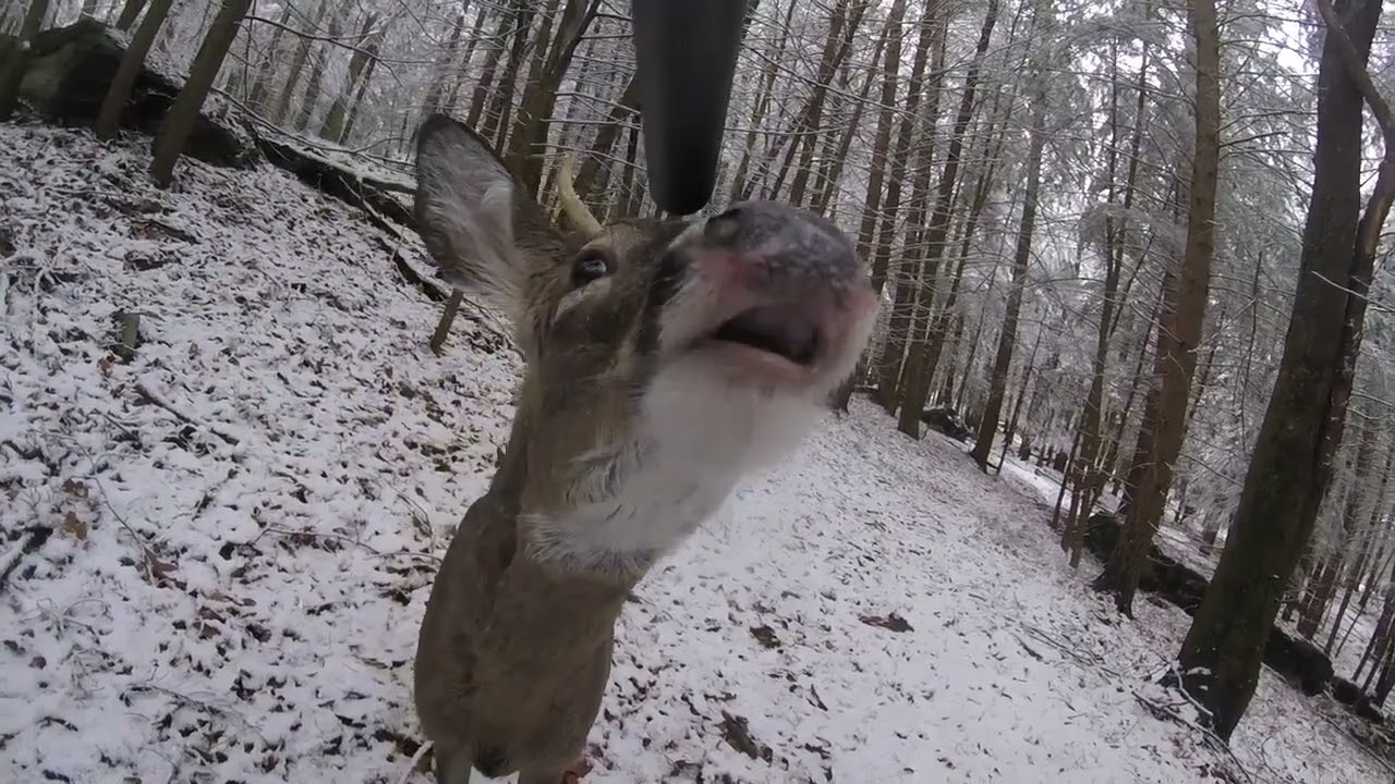 Deer Walked Straight Into Our Camp! 😱