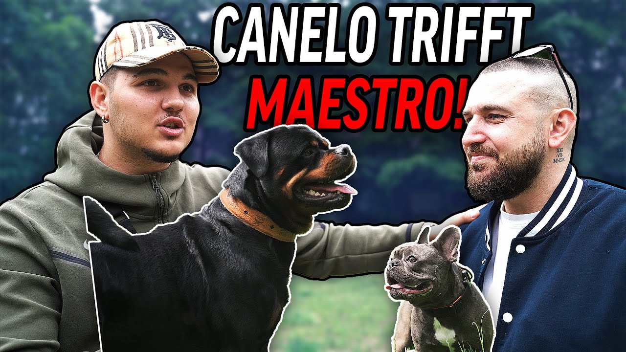 Canelo trifft ​⁠ @real_maestro  und seinen Hund 🐶 😱