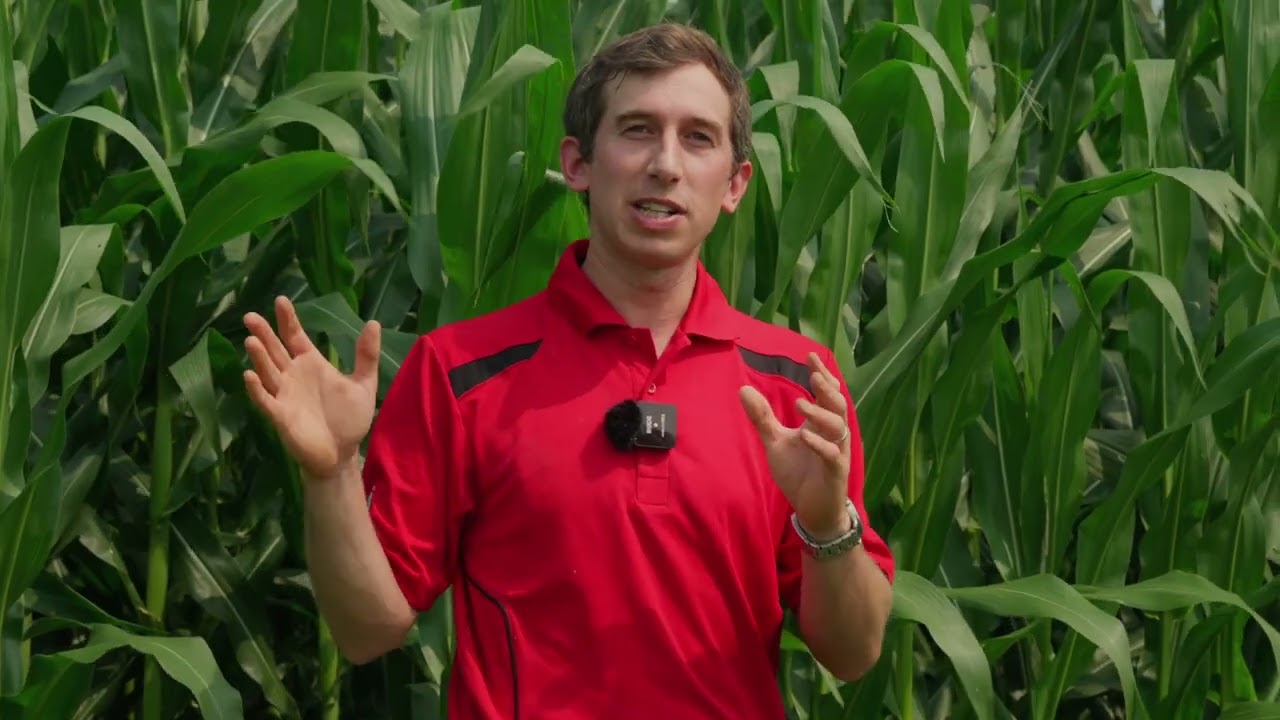 Soil structure challenges in corn