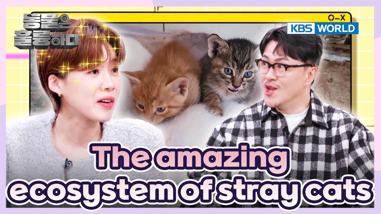 There are usually over two fathers🧐 [Animals Are Incredible : EP.2-2] | KBS WORLD TV 250108