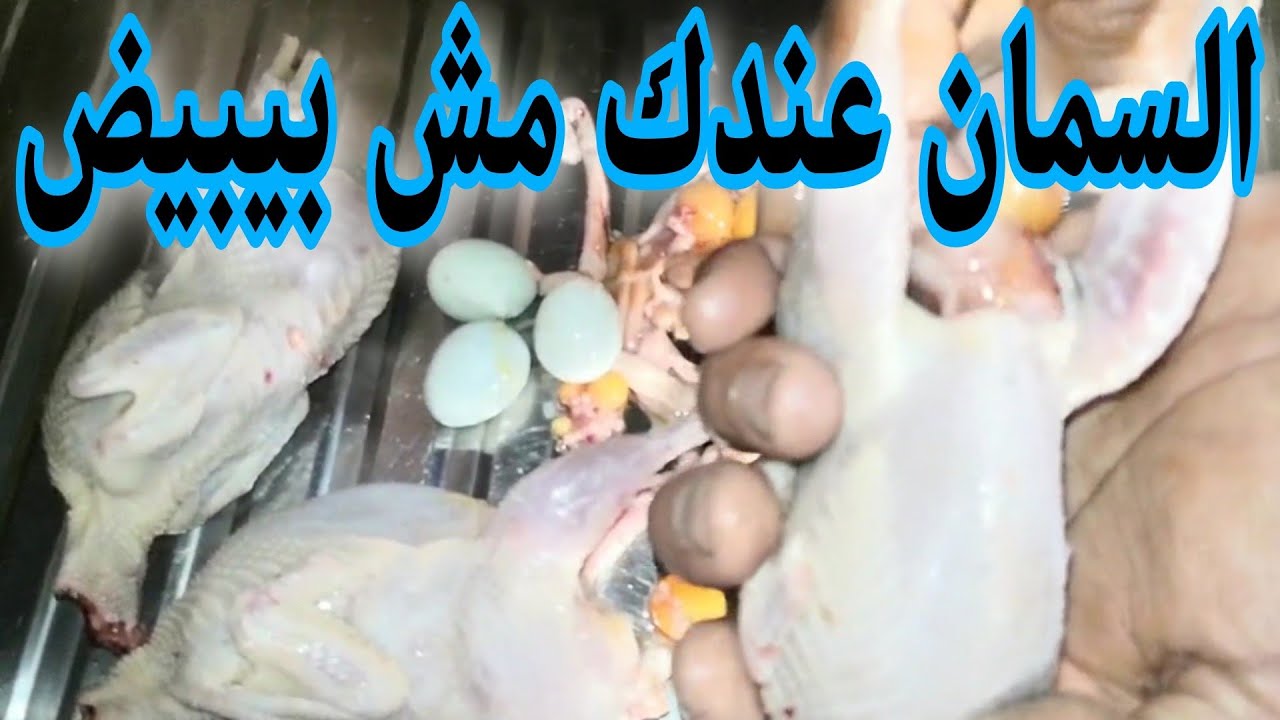 السمان عندك لسه مش بيبيض لازم تعمل شكلي