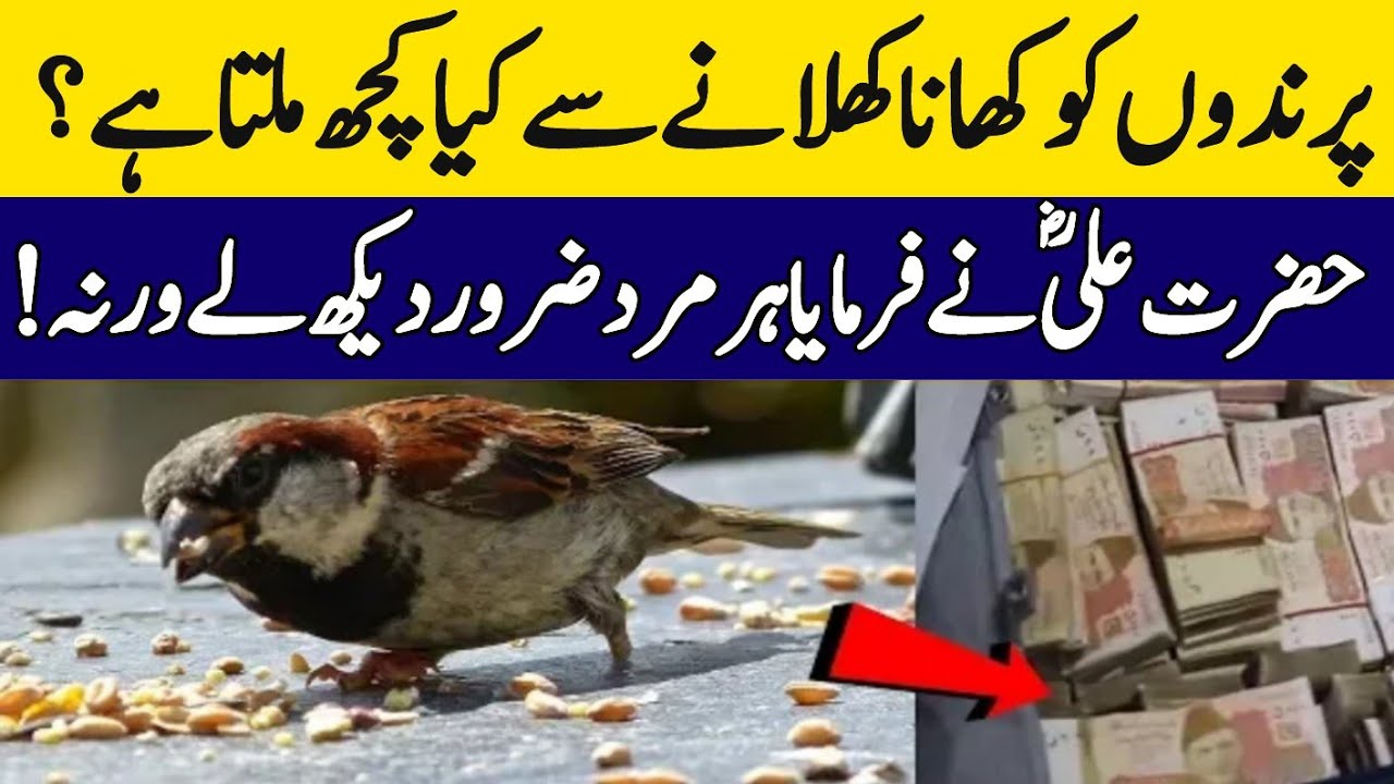 Parindon ko khana khilane se Kya milta Hai ||hazrat Ali ne farmaya||