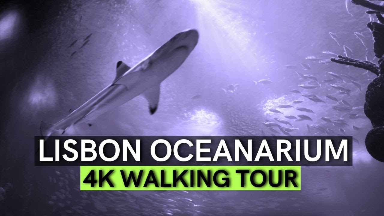 Dive into Relaxation! Mesmerizing Underwater World at Lisbon Oceanarium | Calming Aquarium Tour