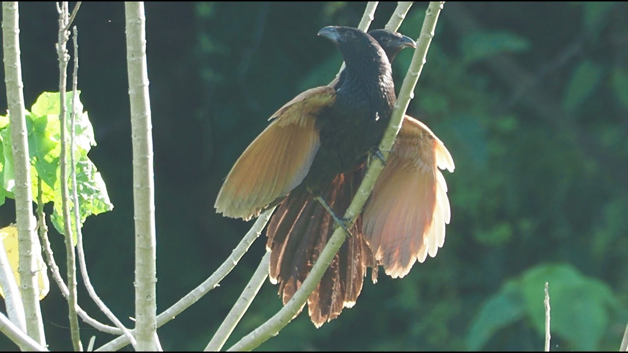 1130707 The lesser coucal mating at Hsi-Tsu grassland.