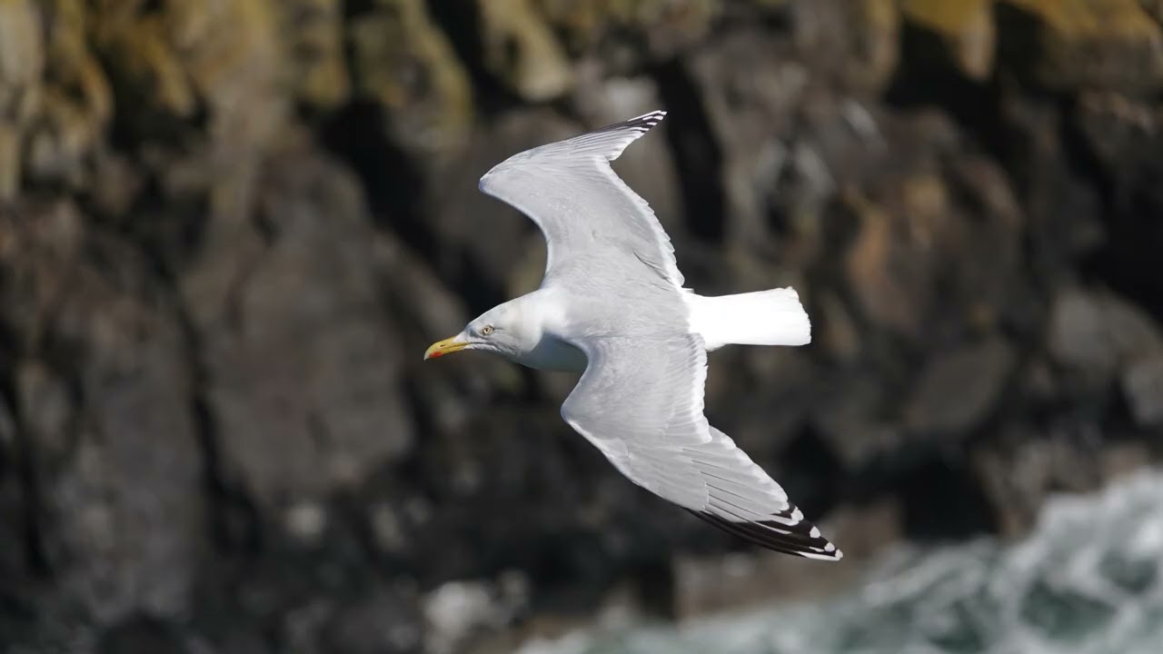 Skomer - 2025 Report