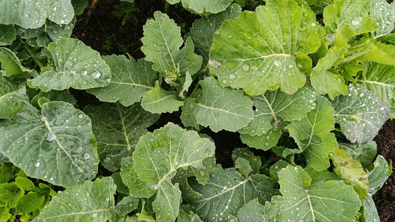 TOHUM EKTİM KARA LAHANA REYHAN ÜZERİNE HAYVAN GÜBRESİ TAŞIDIM ÇAPA KIRILDI #keşfet #koyvlog #tohumek