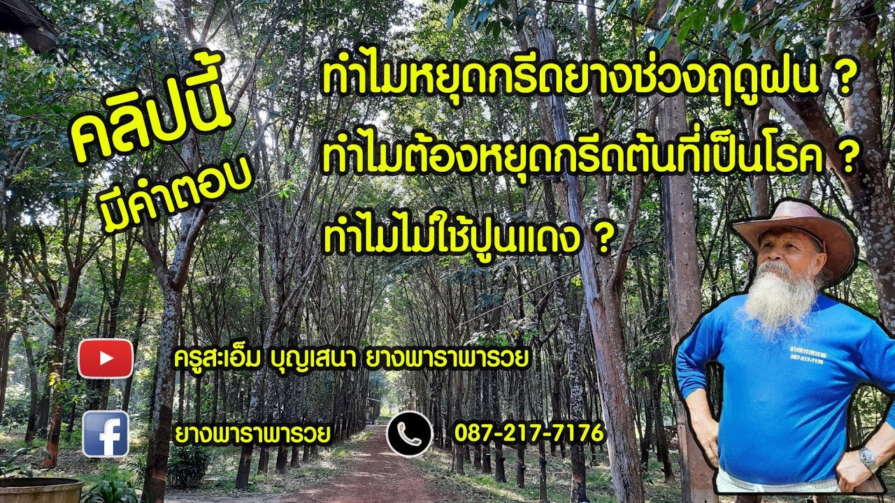 EP.57 เหตุผลที่ไม่กรีดยางฤดูฝนและไม่ใช้ปูนแดง มีคำตอบในคลิปนี้ 11/12/64