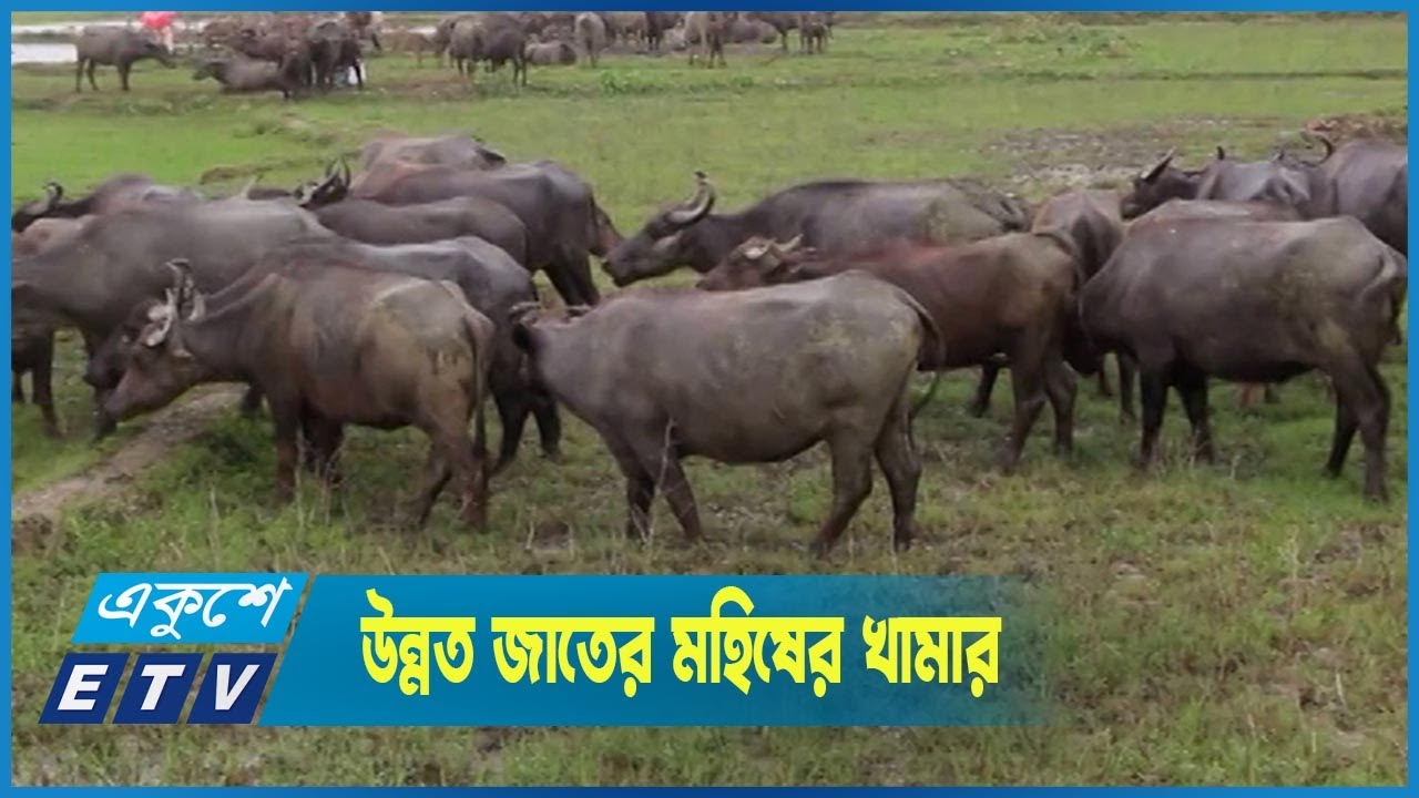 নোয়াখালীতে গড়ে উঠছে উন্নত জাতের মহিষের খামার || ETV News