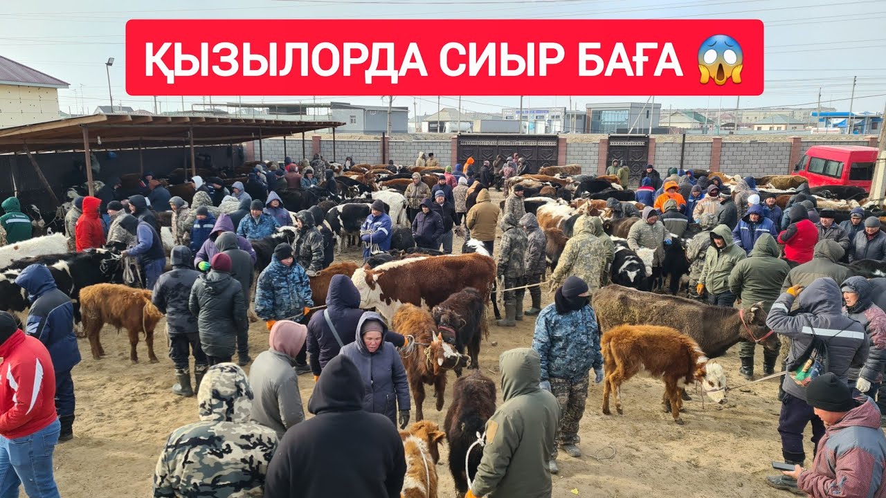 ҚЫЗЫЛОРДА МАЛ БАЗАРЫ, СИЫР БҰҚА ҚАШАР БАСПАҚ БАҒАЛАРЫ.