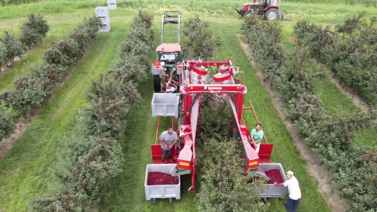 Sour cherry harvest.      Meggy betakarítás   Kubota M8560+WEREMCZUK Felix/Z