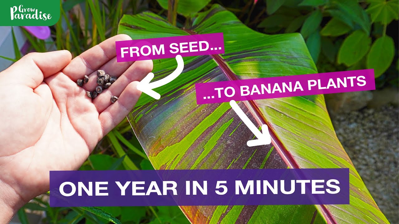 How to grow Banana plants from seed - 1 years growth in 5 minutes.