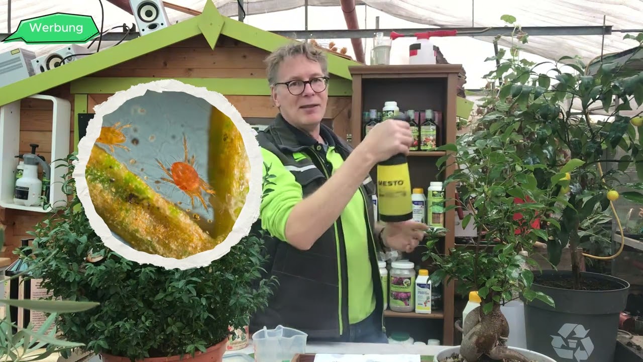 Spinnmilben bekämpfen