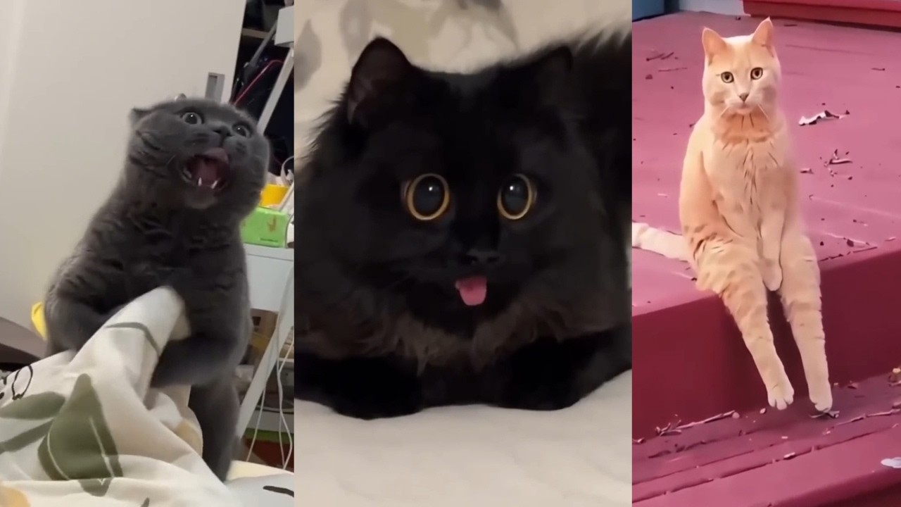 CATS doing The CRAZYEST Things!