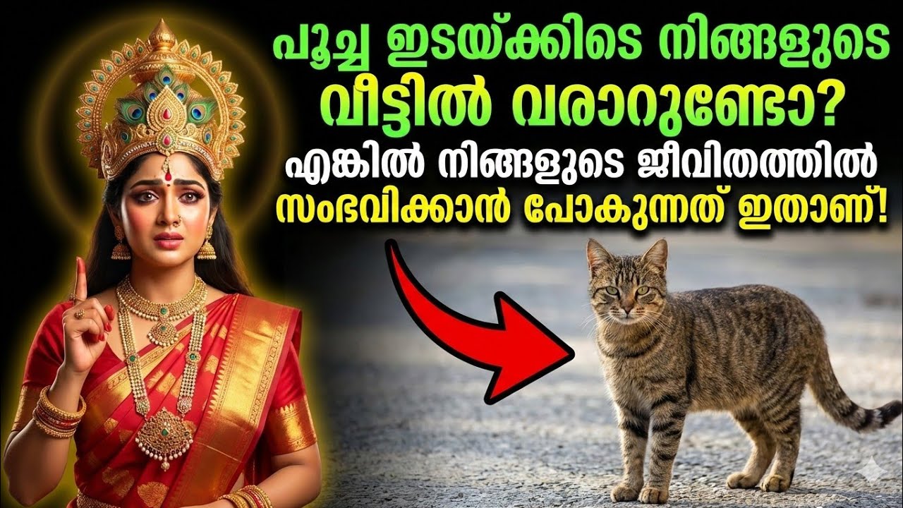 വീട്ടിൽ പൂച്ച ഇടയ്ക്കിടെ വരുന്നത് ഒരു സാധാരണ കാര്യമല്ല – ഇതിന്റെ രഹസ്യം അറിയാമോ?