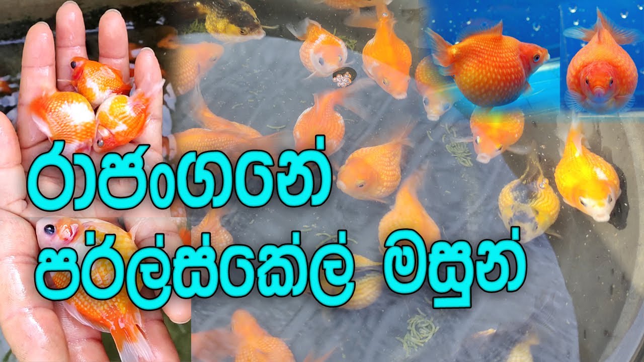 පර්ල්ස්කේල් මසුන් ‌/ pearlscale fish / aquarium sri lanka / Aquarium In Rajangane / pearl scale