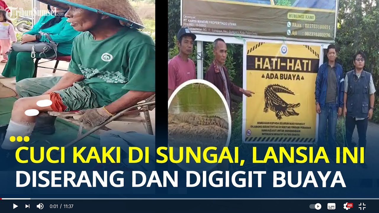 Perlawanan Petani Lansia di Palembang Hadapi Gigitan Buaya Pakai Gayung, Alami Luka 25 Jahitan