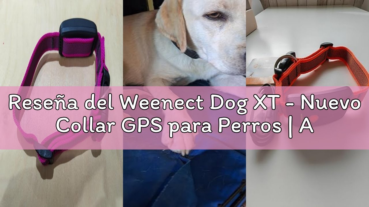 Reseña del Weenect Dog XT - Nuevo Collar GPS para Perros | Antena XL | Impermeable | Collar Amarillo