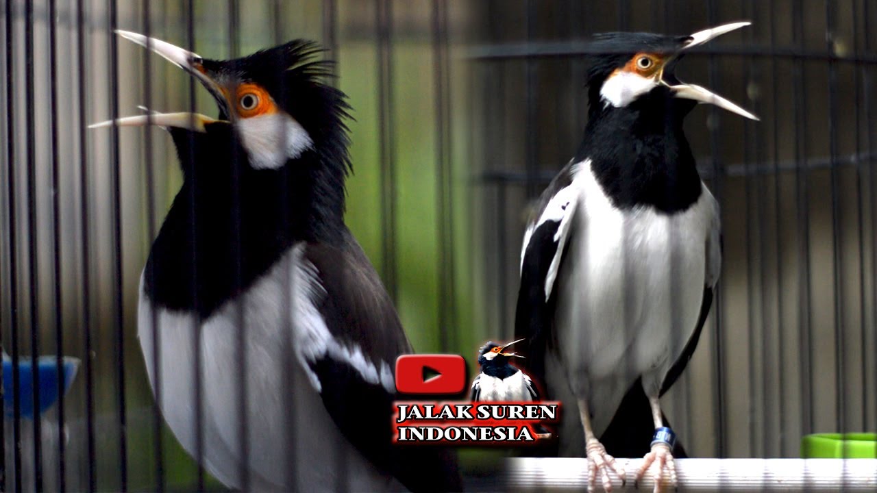 BIAR JALAK SUREN GACOR DENGARKAN PANCINGAN JALAK SUREN INI