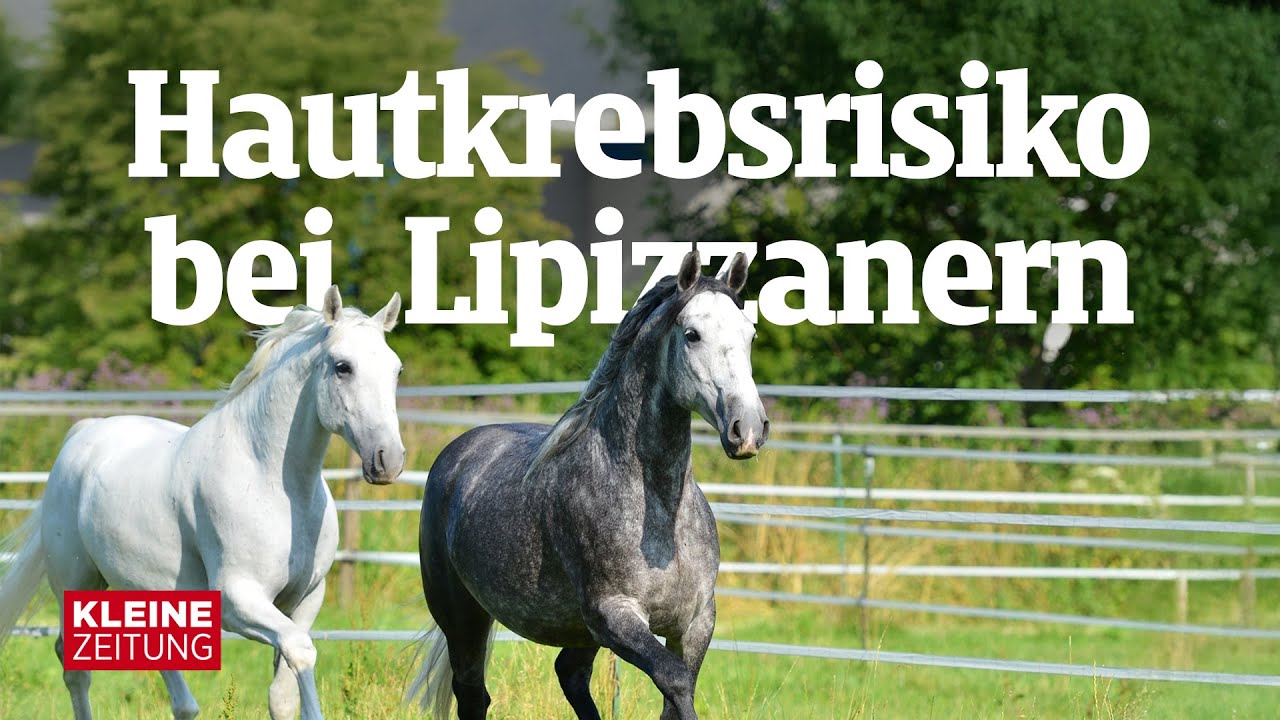 Hautkrebsrisiko | So gefährdet sind die weißen Pferde