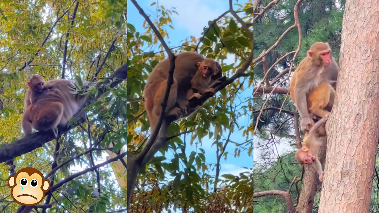 The mother monkey took her baby monkey up a tall tree, causing the baby monkey to cry out in fear.