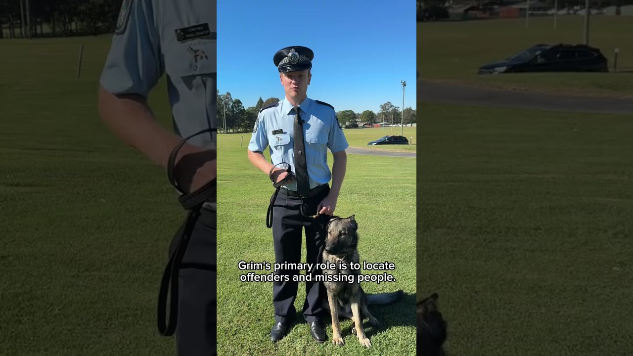 QPS welcomed 23 new dog squad teams last week #policedog #dogshorts  #gsd