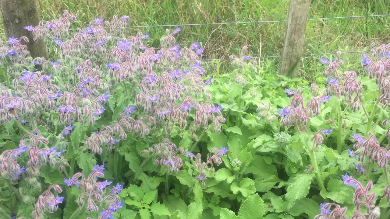 Super Bee Plant Borage NZ