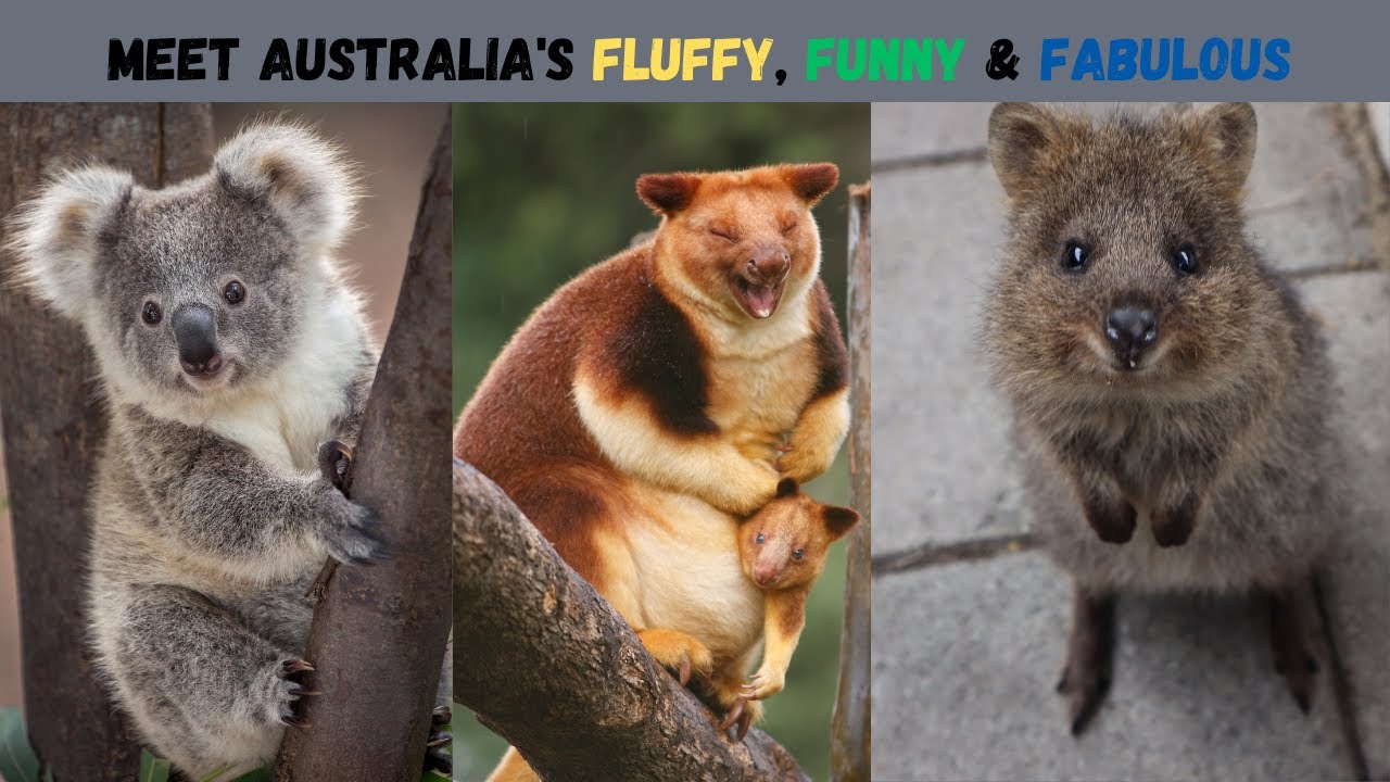 Australia&rsquo;s 10 Cutest & Most Unique Animals That Will Melt Your Heart