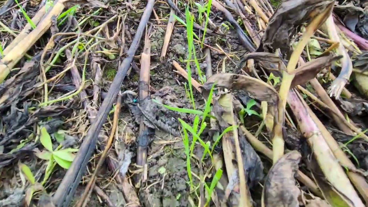 Weizen Direktsaat in Planting Green: Ein voller Erfolg