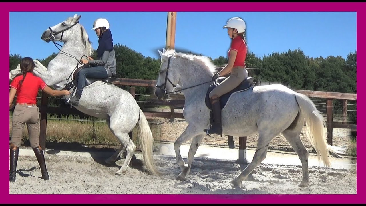 Zadelcontrole & trainen met Jolanda Adelaar | snuitable