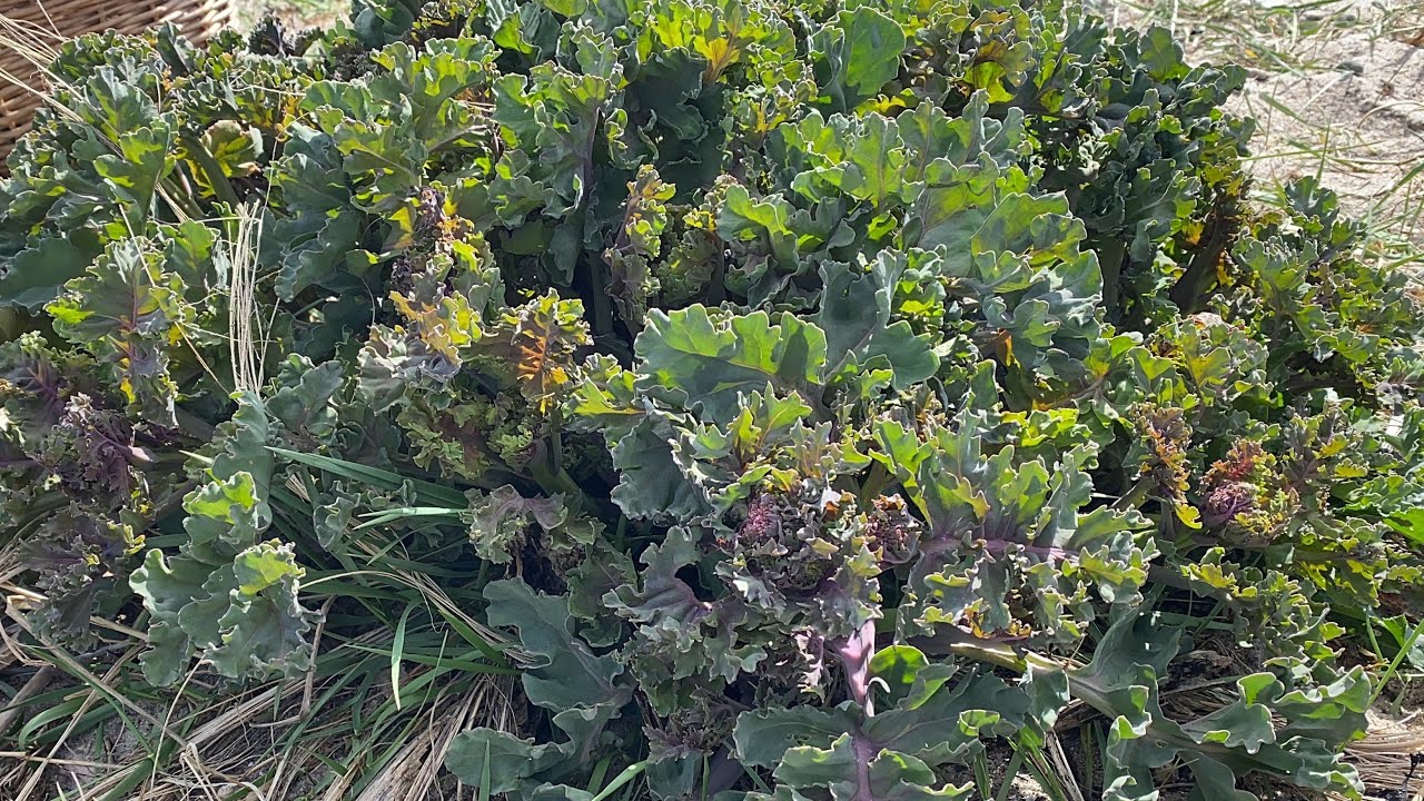 เยอะเต็มทะเล คะน้าทะเลสวยและเยอะมาก sea kale.21/5/23.