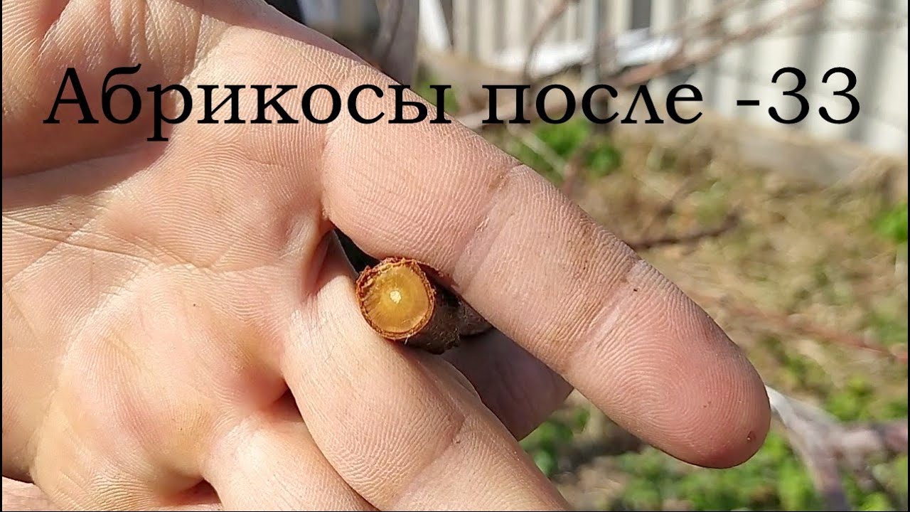 Зимовка 15 сортов абрикоса после зимы -33