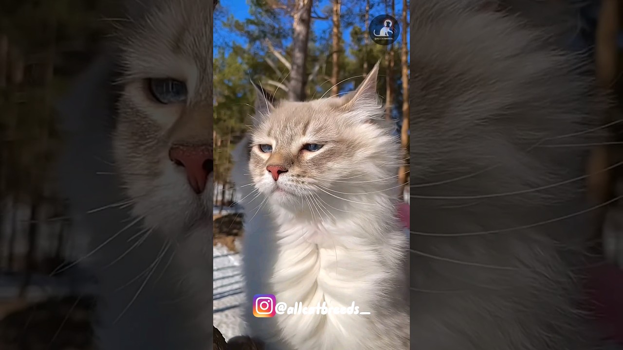 Siberian #cats #catlovers #catbreeds #breeds #shorts #shortsfeed #siberian #cute #longhaircat