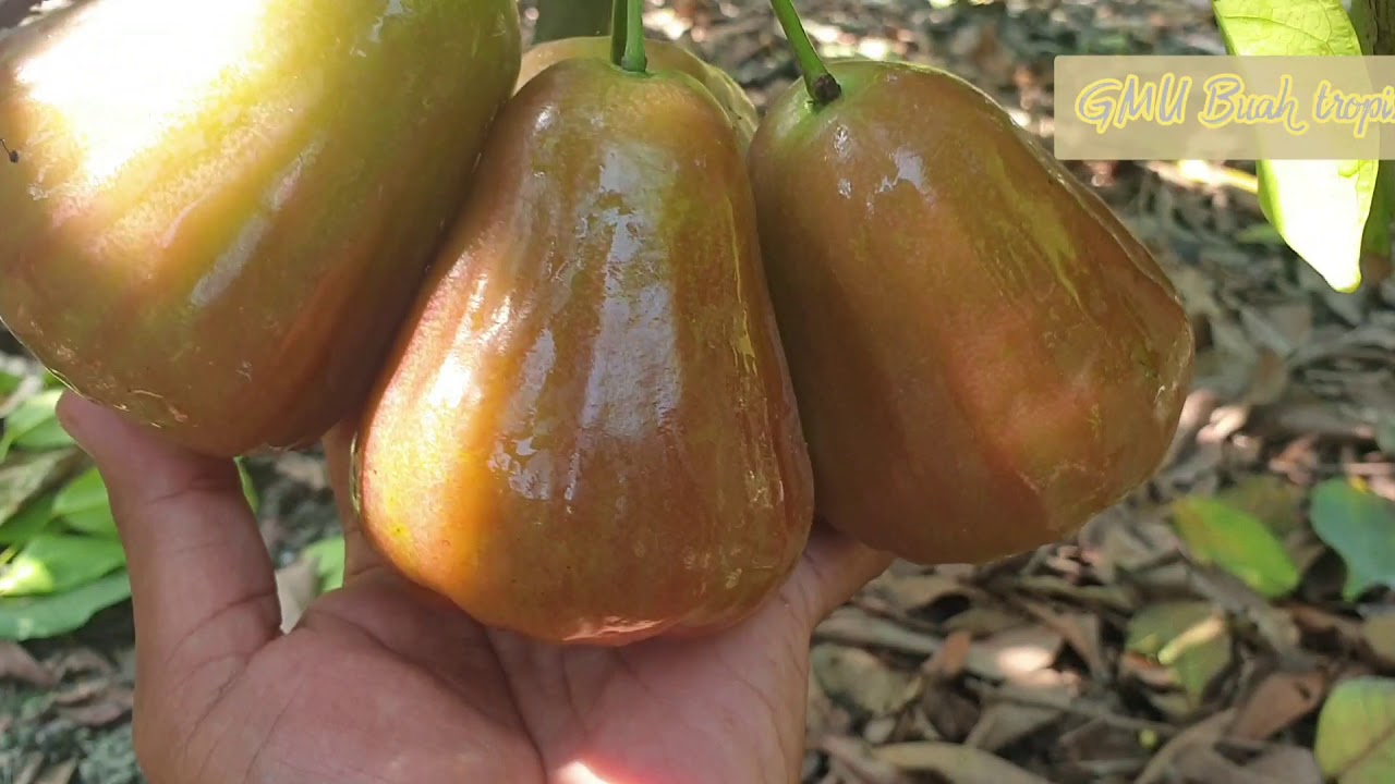 Kebun Jambu Air ISTIMIWIR di Thailand.