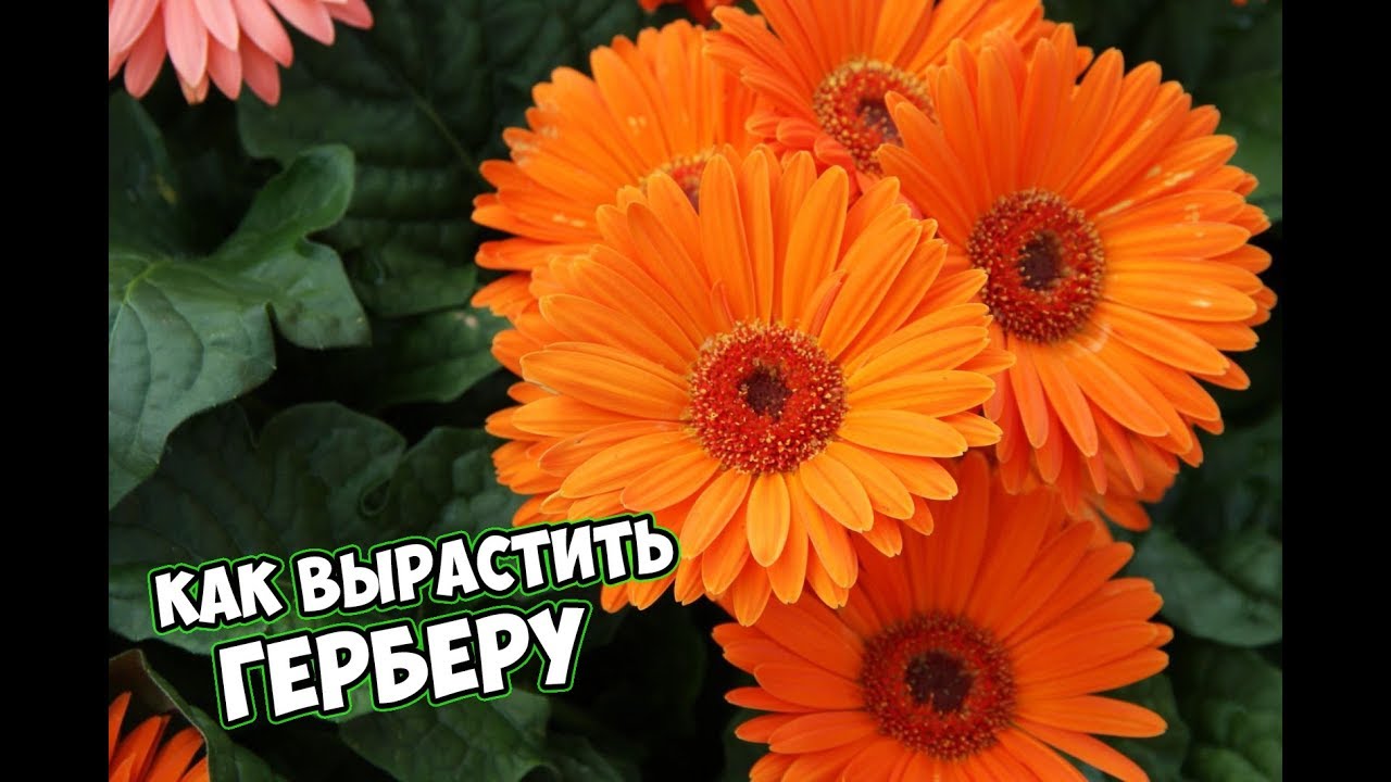 ЦВЕТЫ - КАК ВЫРАСТИТЬ ГЕРБЕРУ 🌸  цветочные композиции