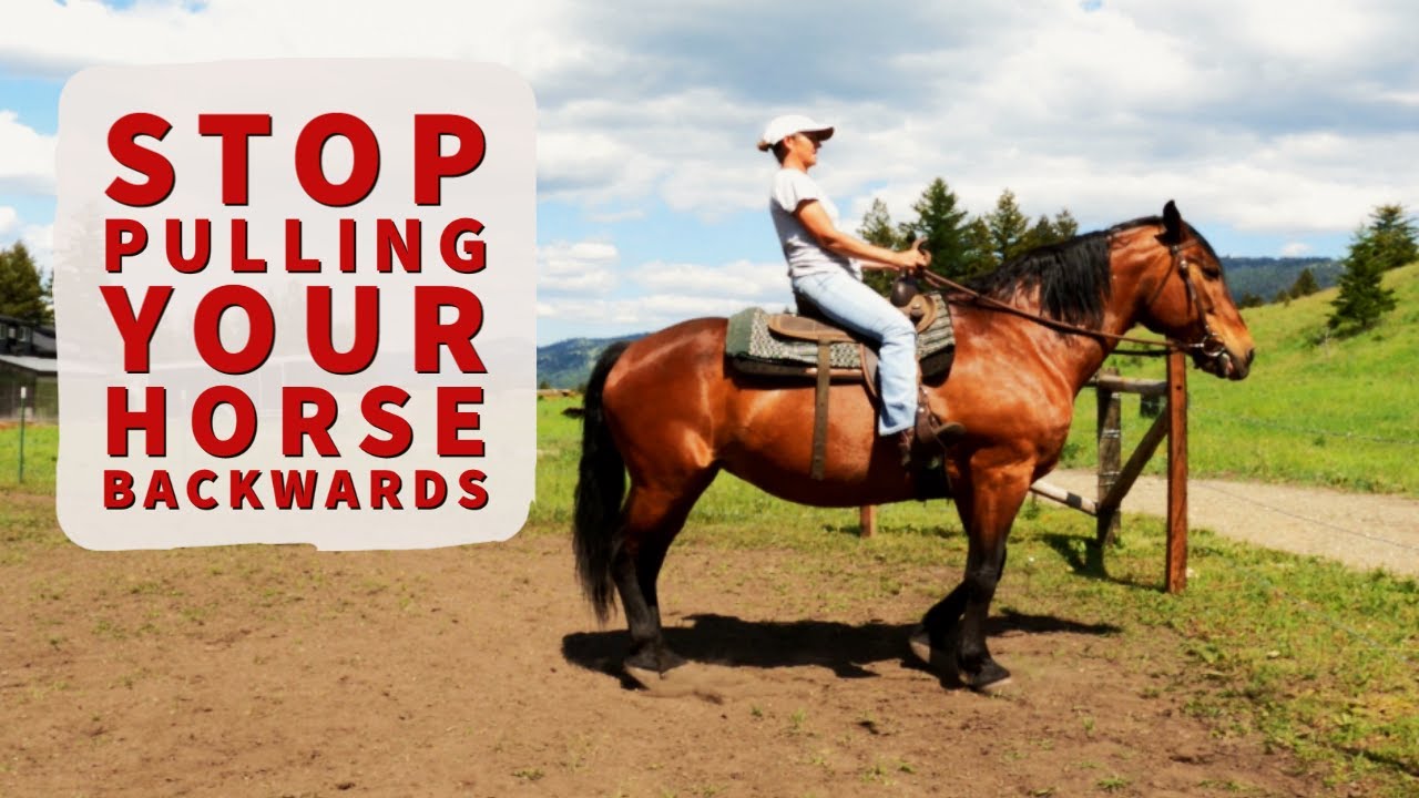 HOW TO TEACH A HORSE TO BACK UP WITHOUT THE REINS