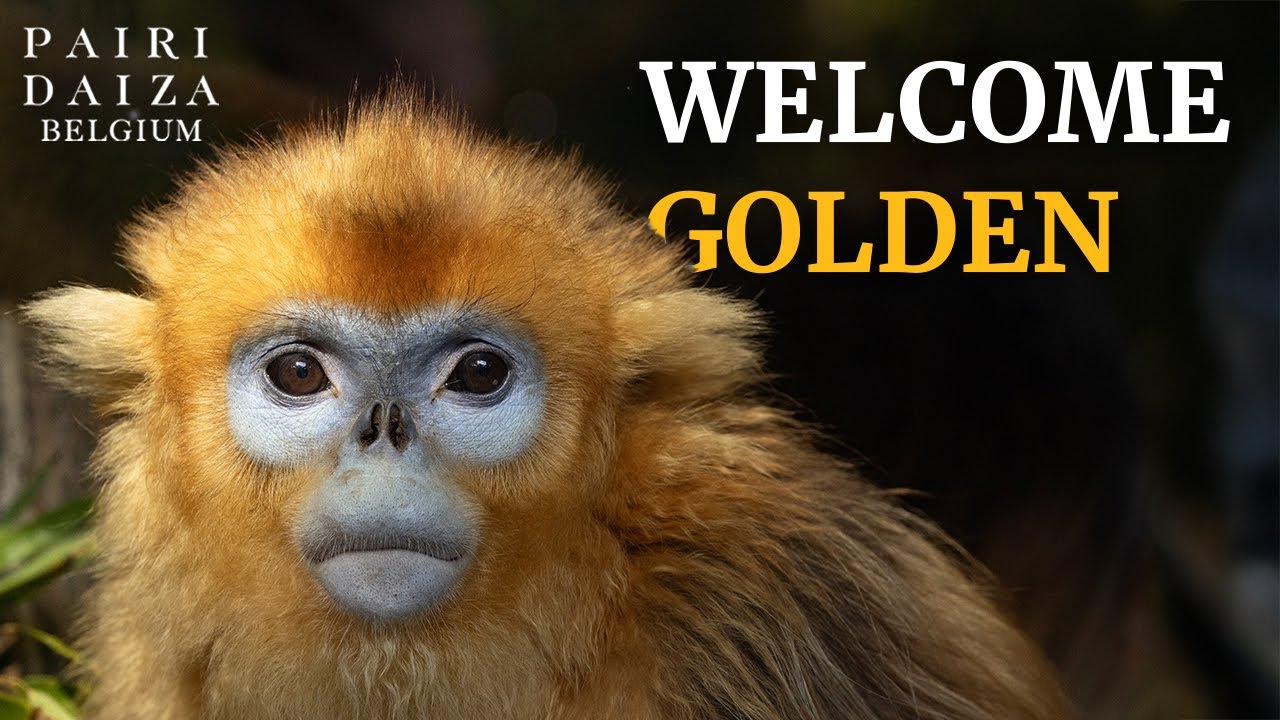 🐒 Les singes dorés sont là : l’arrivée d’un trésor national