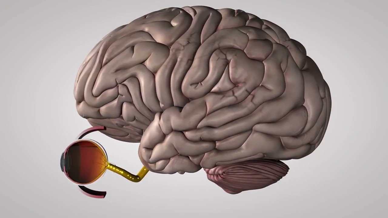 Explication du fonctionnement de l'œil et de la vision par Aixel Vision Ophtalmologie