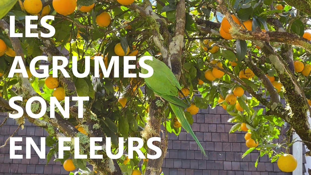 Septembre: Un tour du jardin spécial agrumes 🍊 
