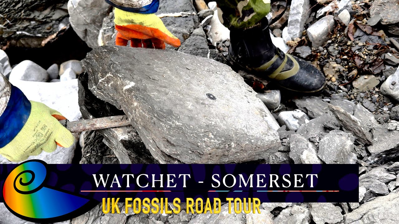 Fossil Hunting at Watchet, Somerset | UK Fossils Road Tour