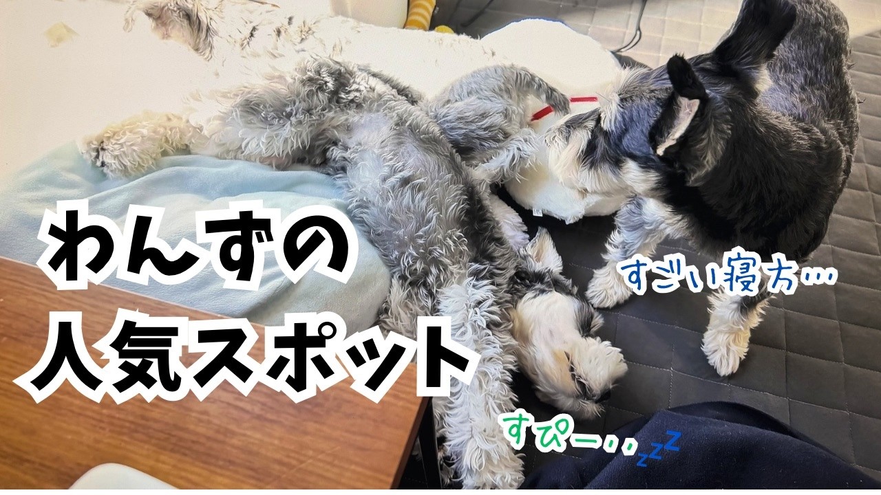 【愛犬の日常】天気のいい日は混雑する・・わんずの人気スポットがここですw