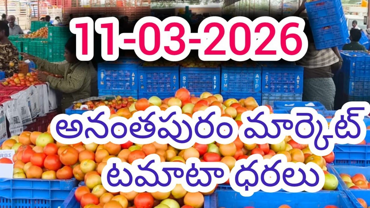 11-03-2026 today Anantapur tomato market rates #anantapur tomato market rates #todaytomatoprice