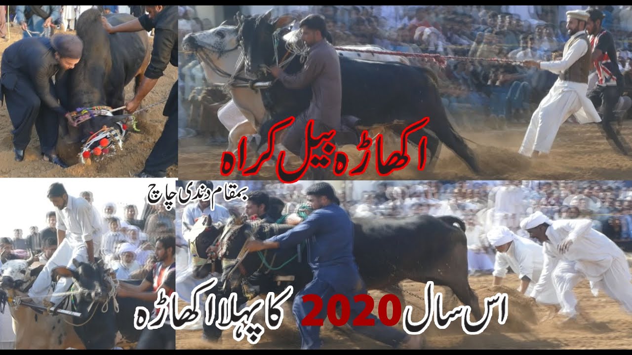 Bail Akhara Krah (Mela Dandi ) In Pakistan 3 March 2020 ...Akash Tv