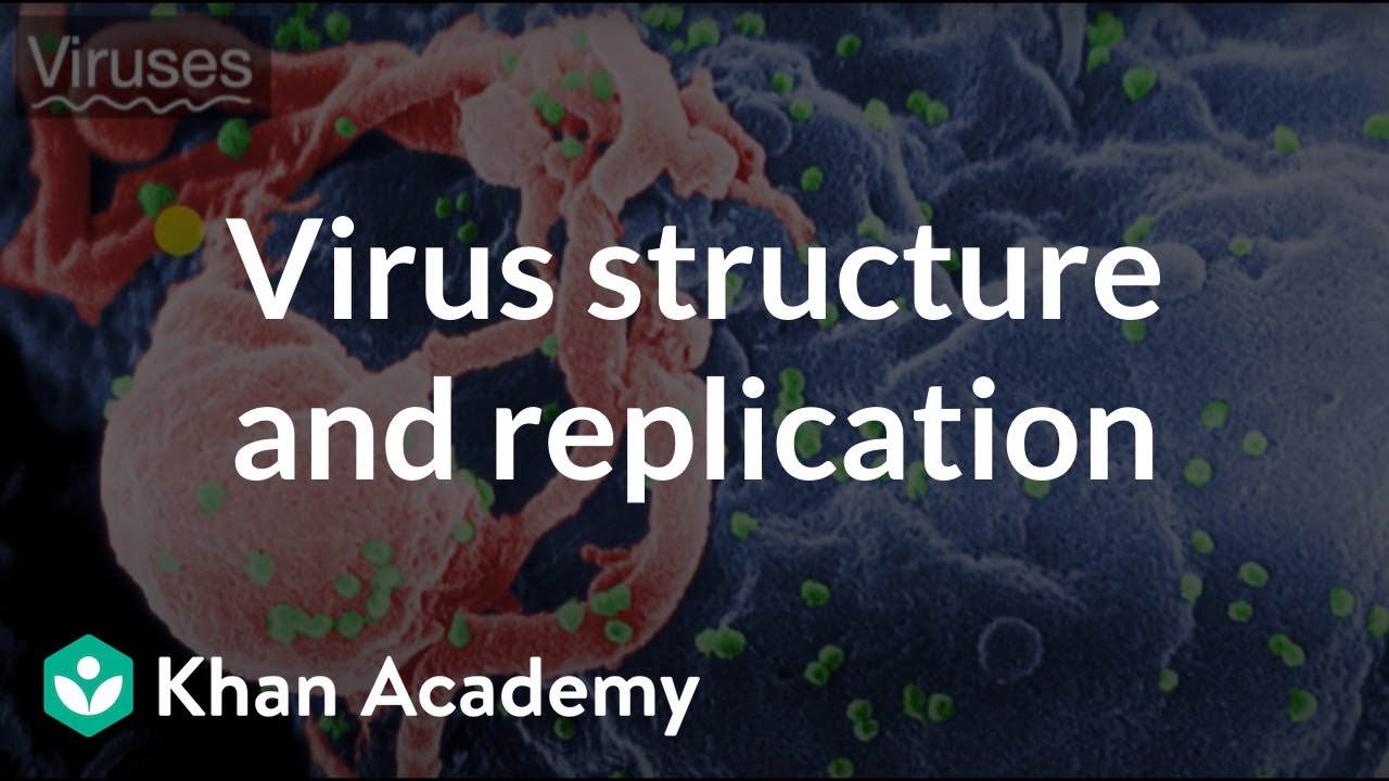 Virus structure and replication | Viruses | High school biology | Khan Academy